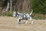 DALMATIEN 010